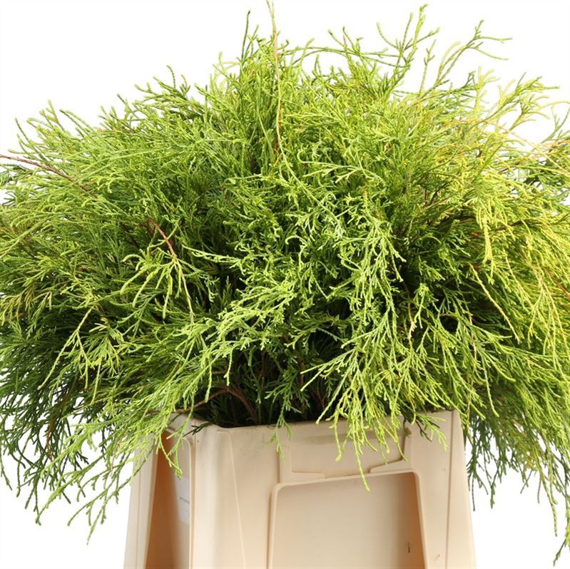 Chamaecyparis Filifera Per Bunch 40cm