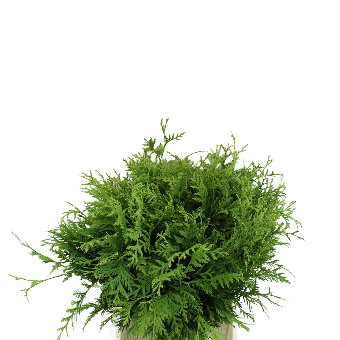 Thujopsis Dolabr Bs 40cm