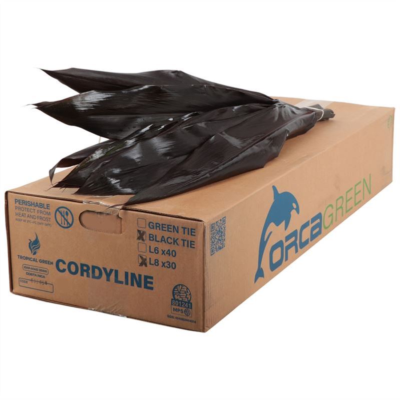 Cordyline Black Tie Anturios Bunch 80cm