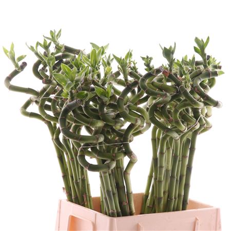 Dracaena Lucky Bamboo Spiraal OV