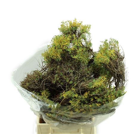 Euphorbia Spinosa OVZE
