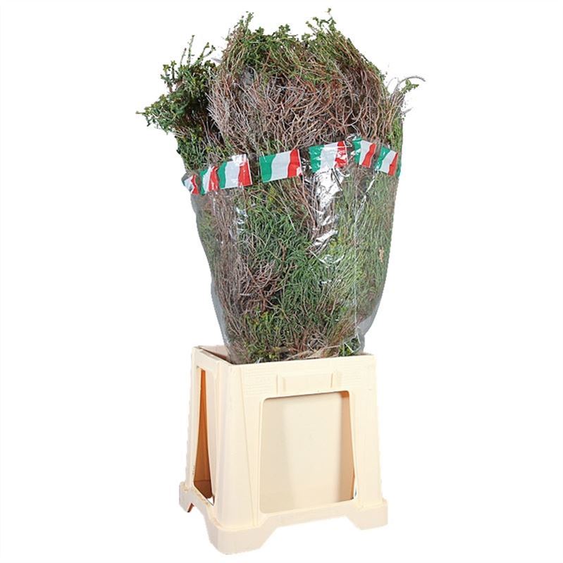 Euphorbia 80cm 1000gram