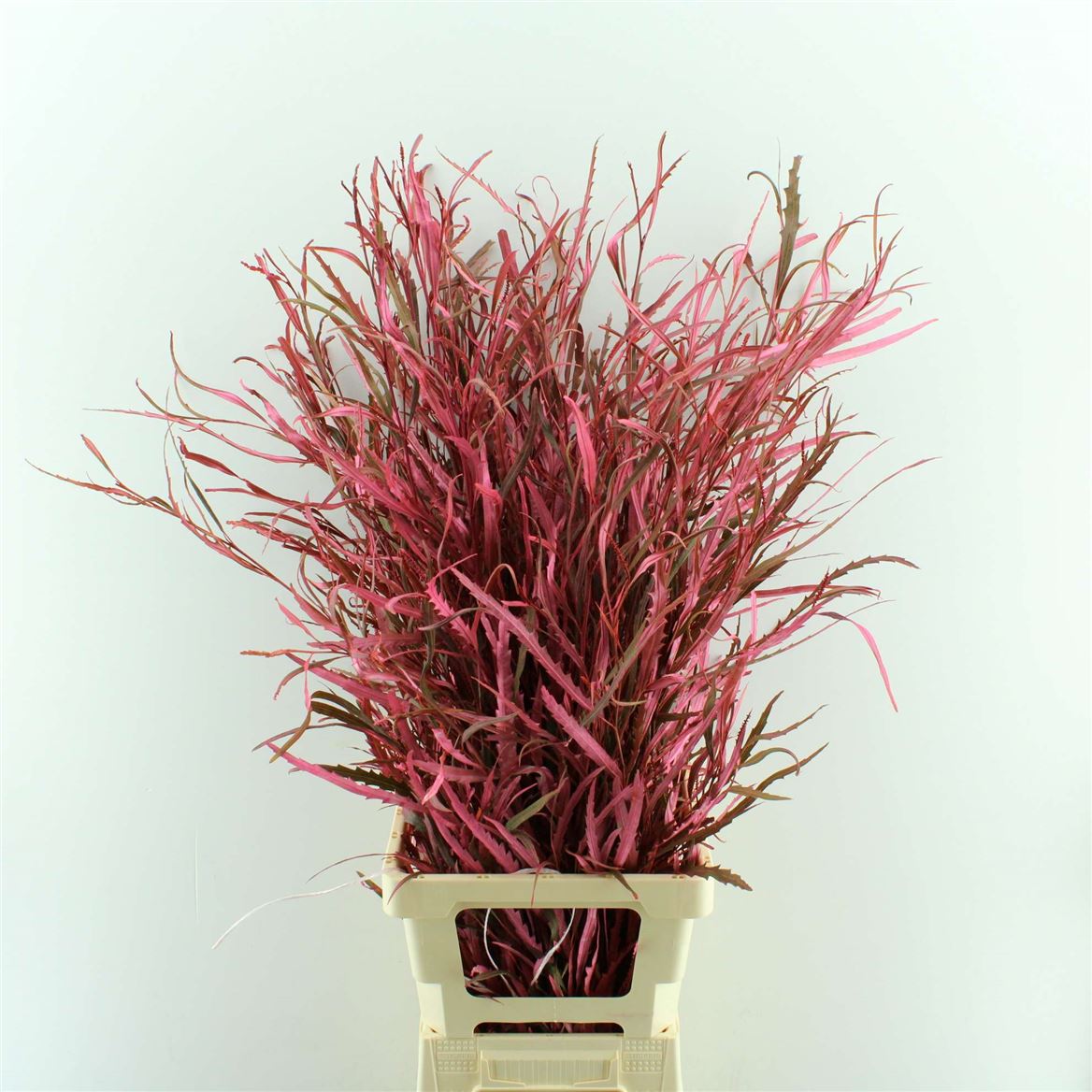 Decorative Greens Painted 70cm 200gram
