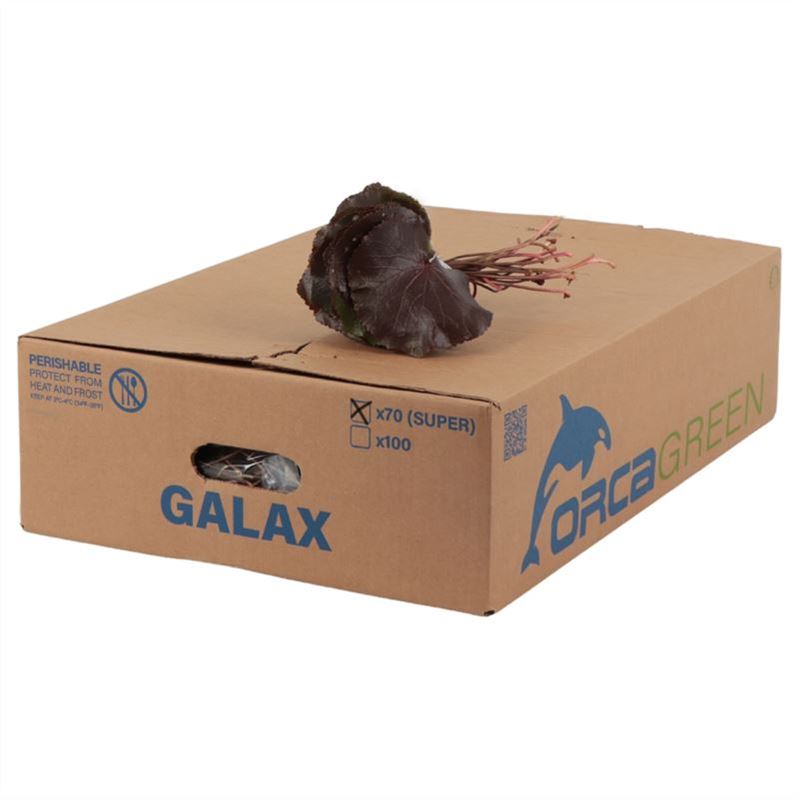 Cutgreens Galax Green