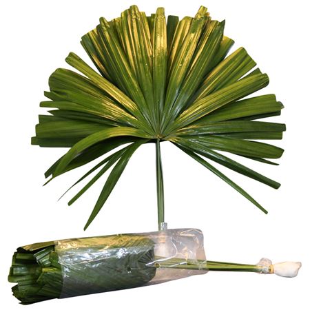Chamaerops Leaves 50cm