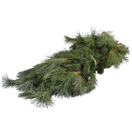 Pinus Strobus