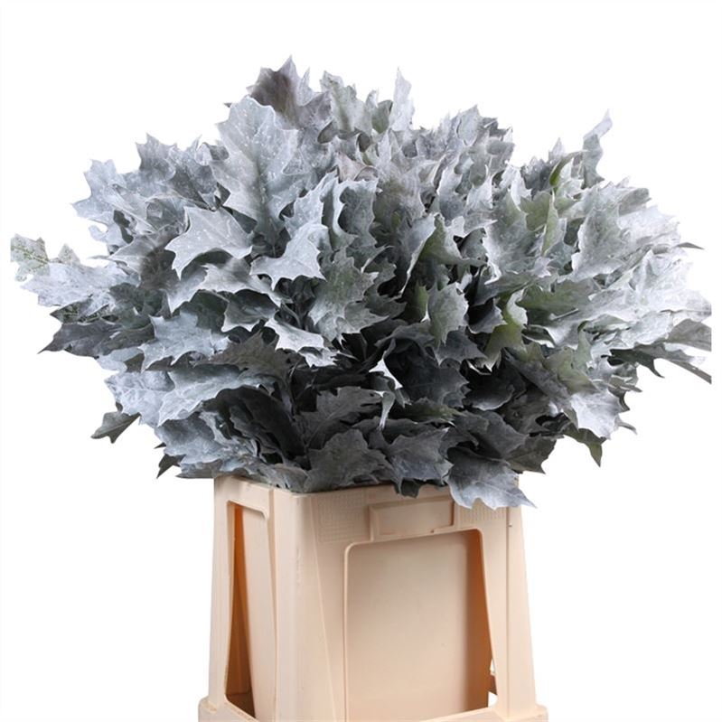 Querc Ov Klb H% 80cm