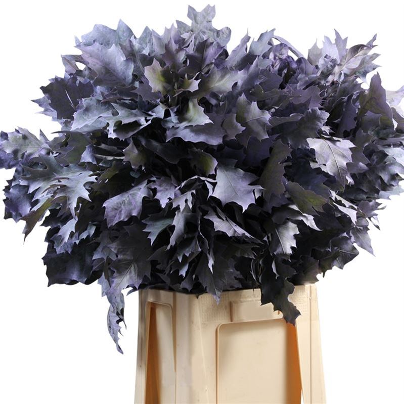 Querc Ov Klb H% 60cm