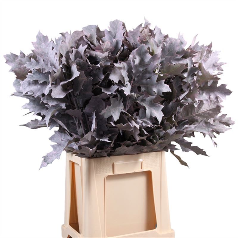 Quercus Rubra Ptd 60cm