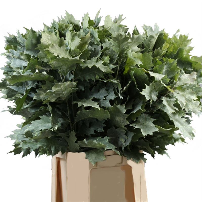 Quercus Rubra Ptd 60cm
