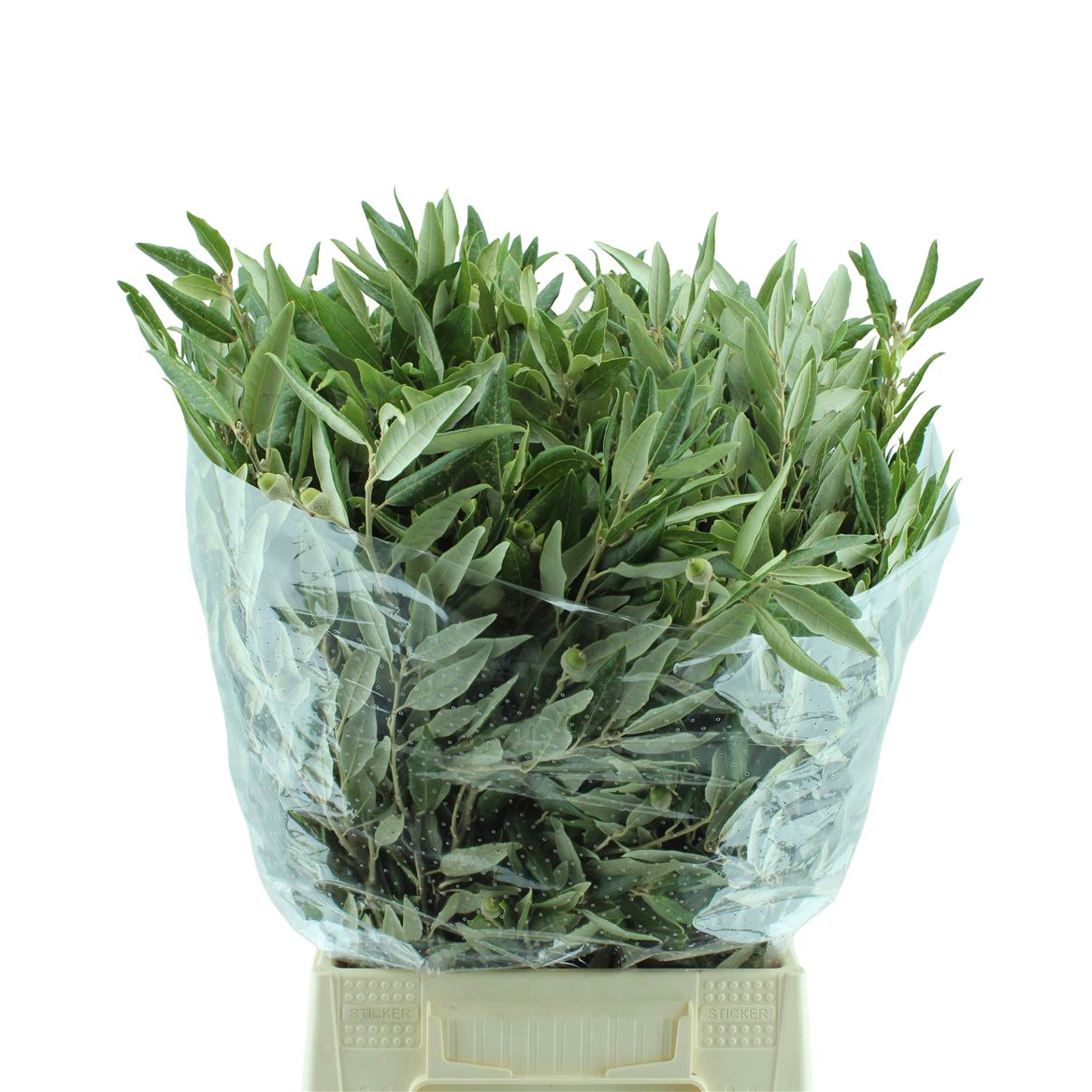 Quercus Ilex 60cm 300gram