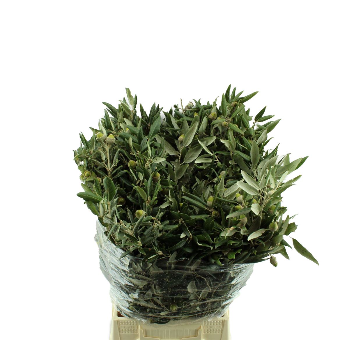 Quercus Ilex 70cm 300gram