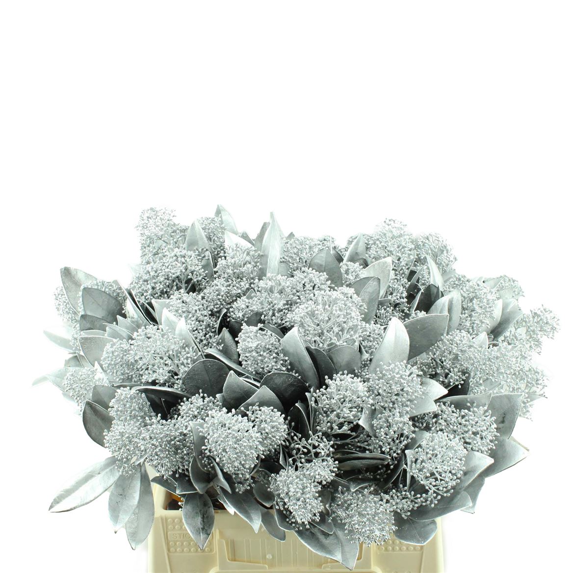 Skimmia Painted 45cm