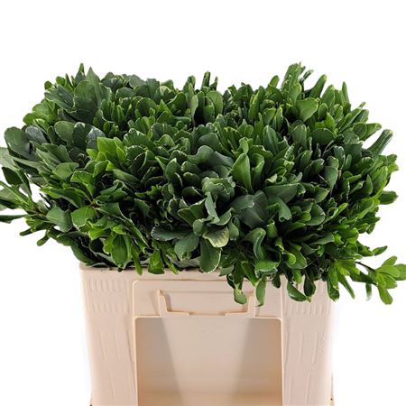 Pittosporum Ilan 50cm