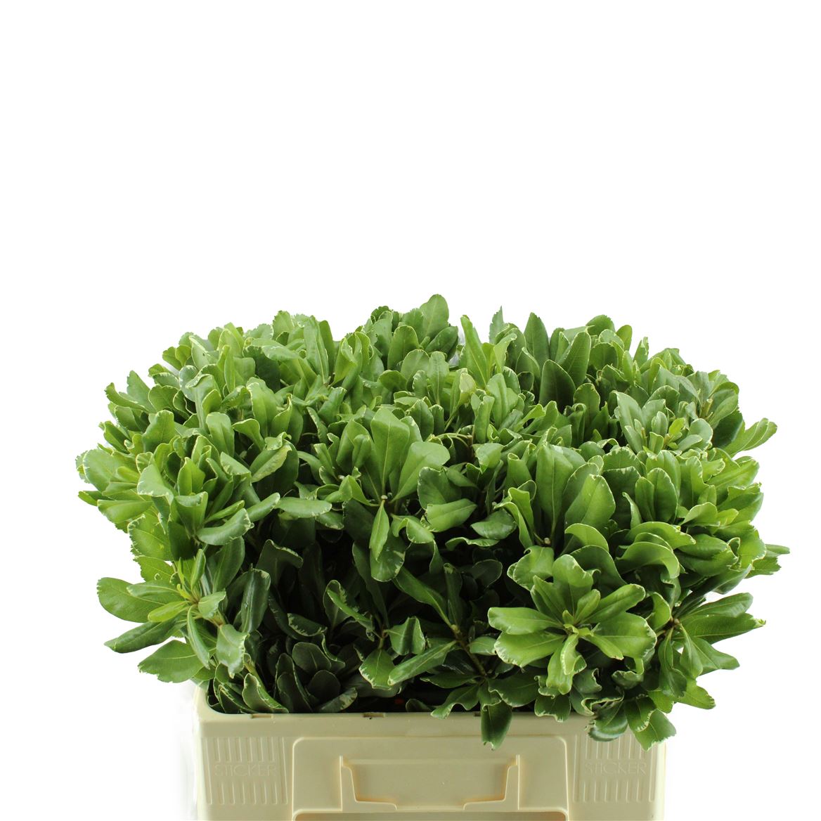 Pittosporum Ilan 60cm