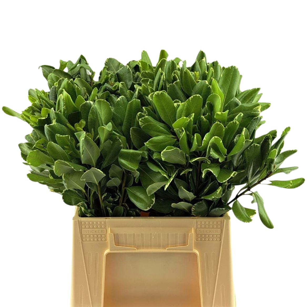 Pittosporum Ilan 45cm