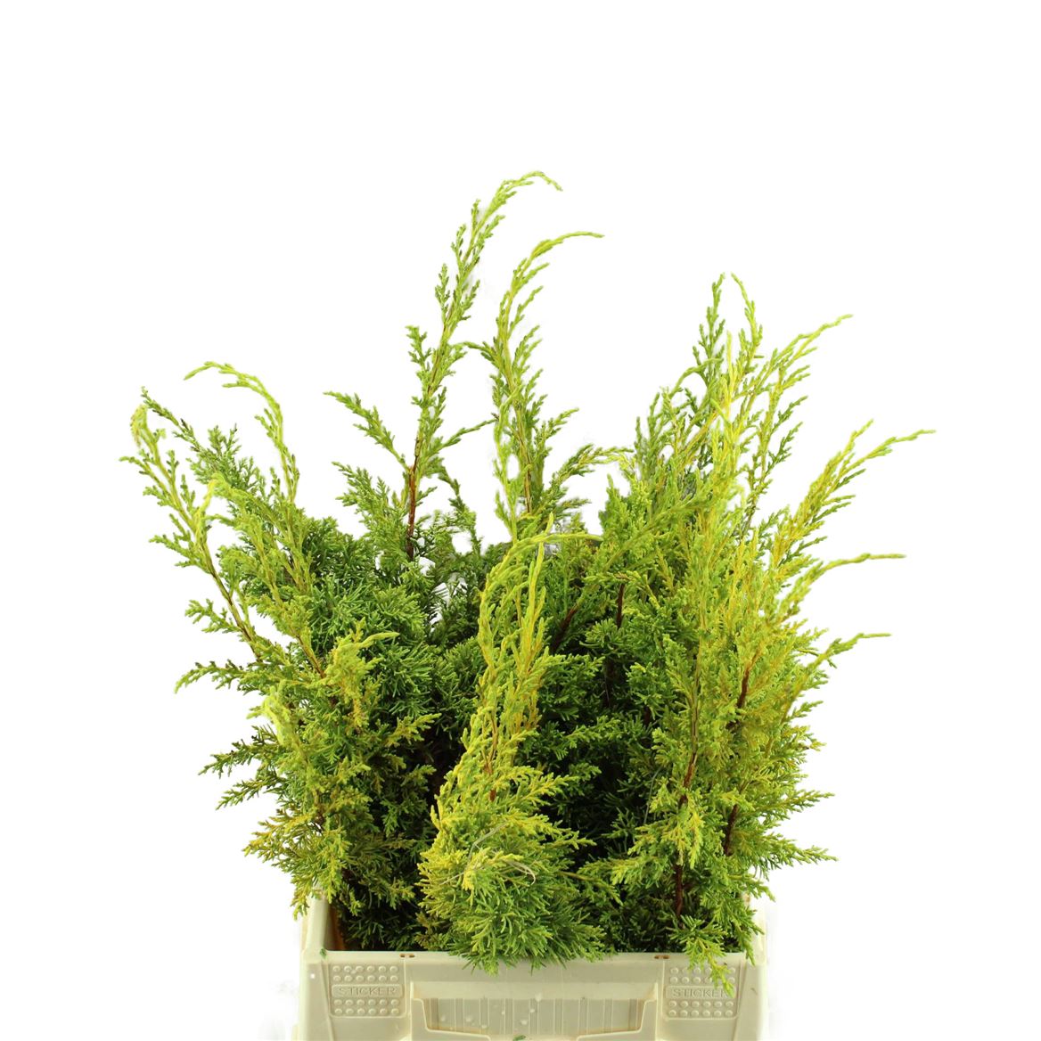 Juni Ch Aurea Bs 40cm
