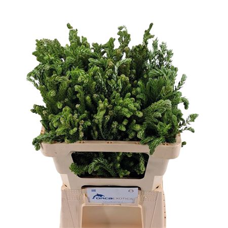 Kaaps Phylica Diosma