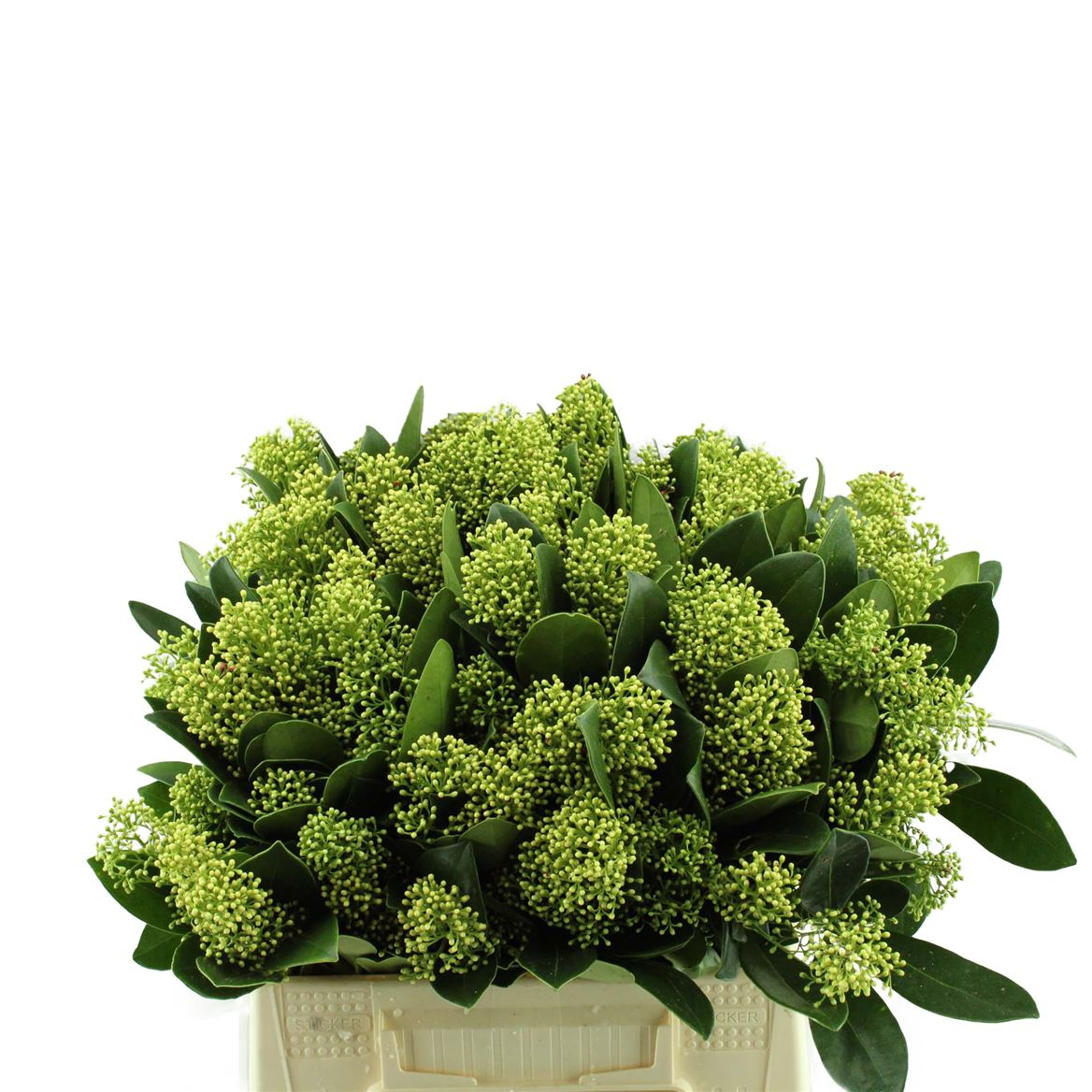 Skimmia Magic Finchy 45cm