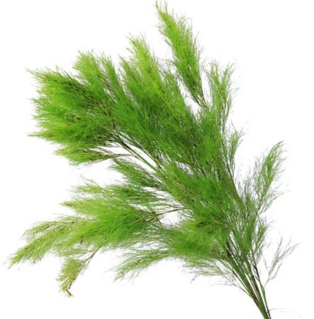 Koala Fern