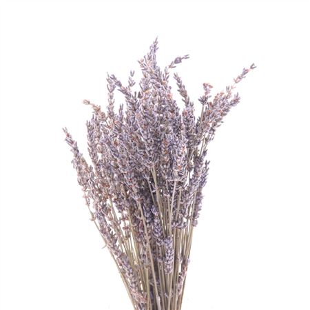 Lavendel Gedroogd DROO