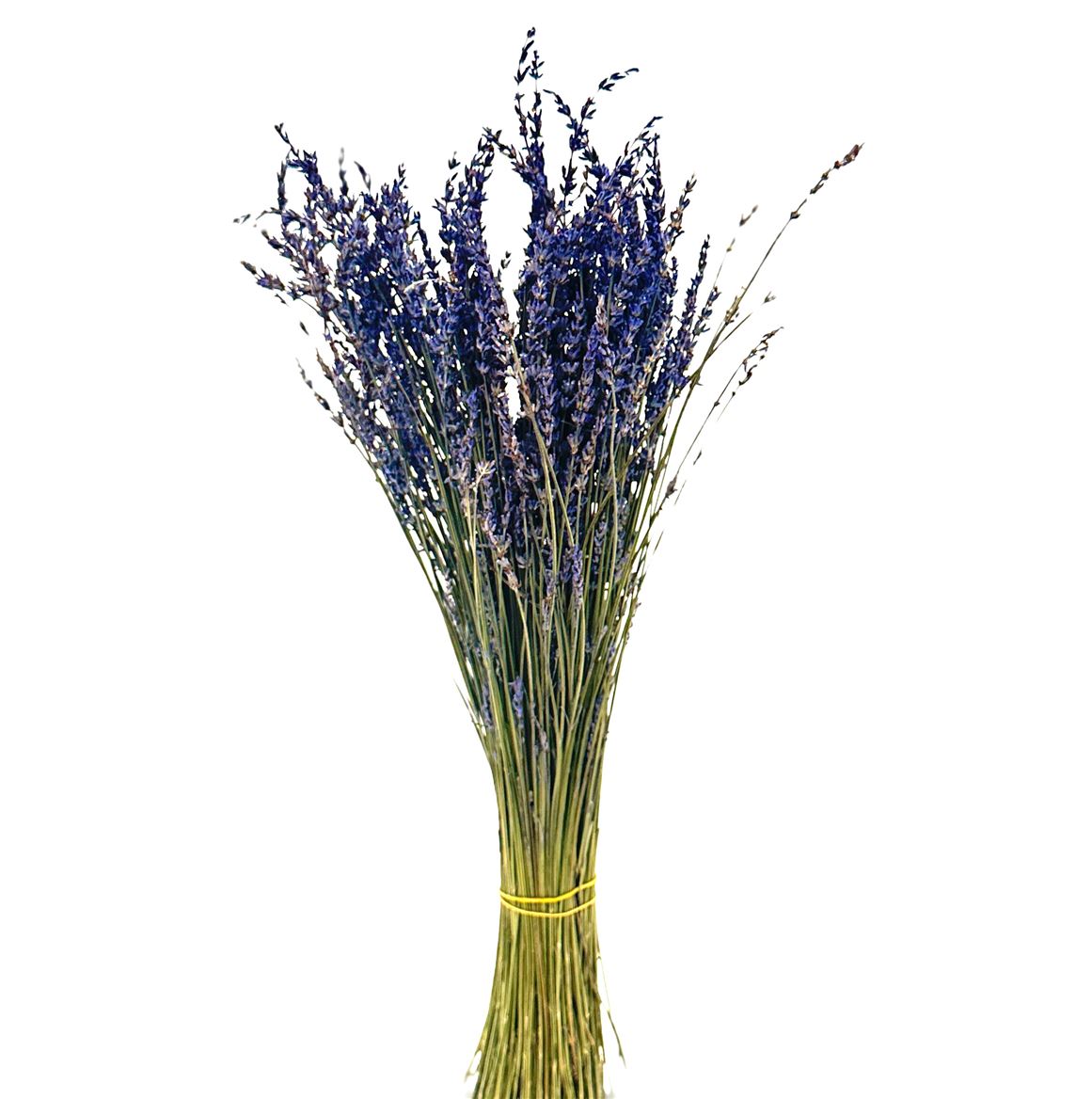 Lavandula Fresh Per Bunch 50cm 100gram