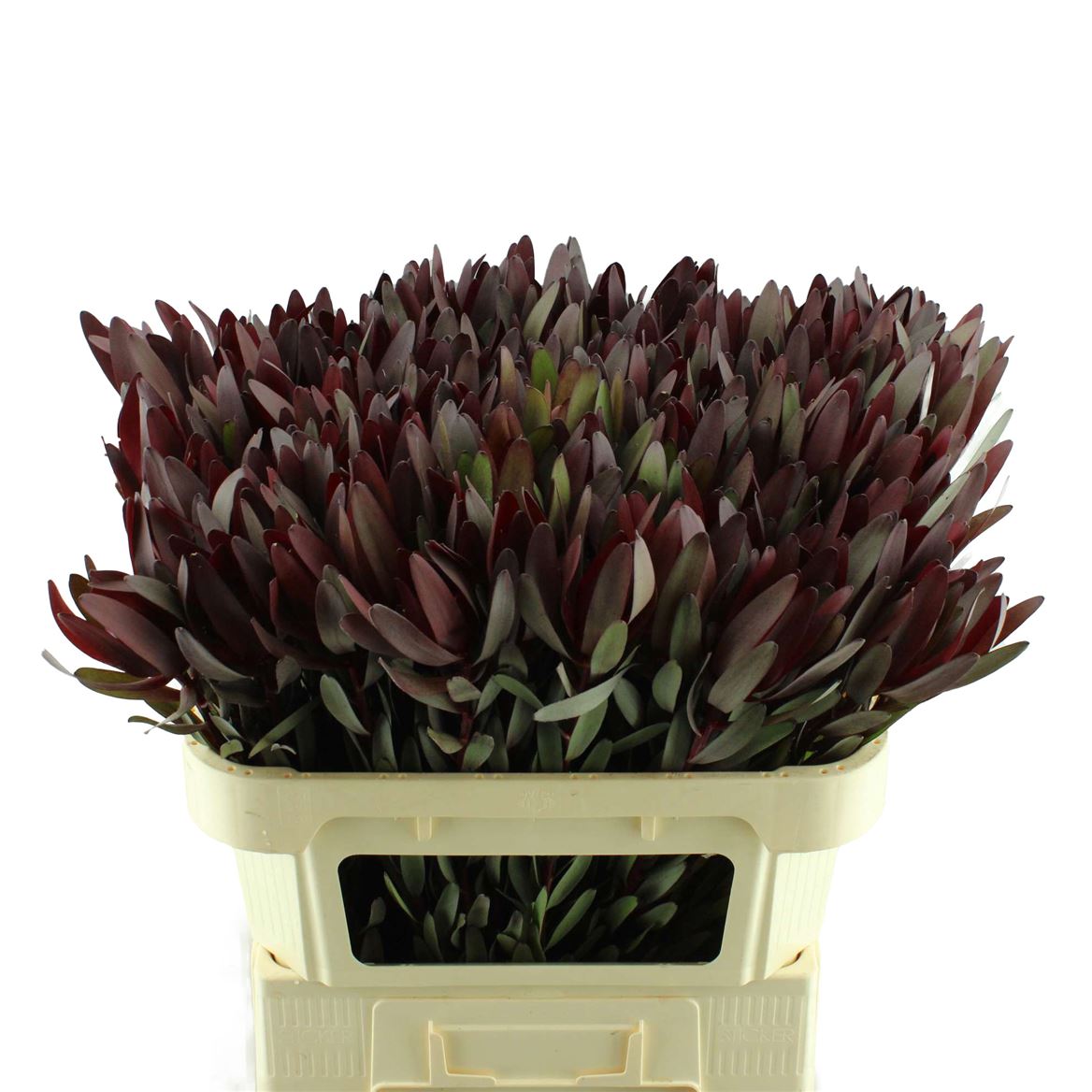 Leucadendron Safari Sunset 60cm