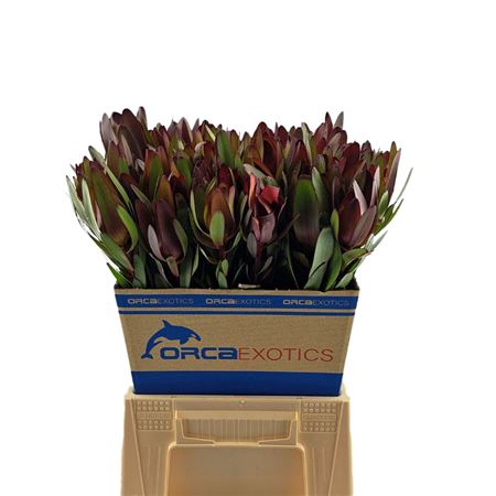 Leucadendron Safari Sunset 50cm