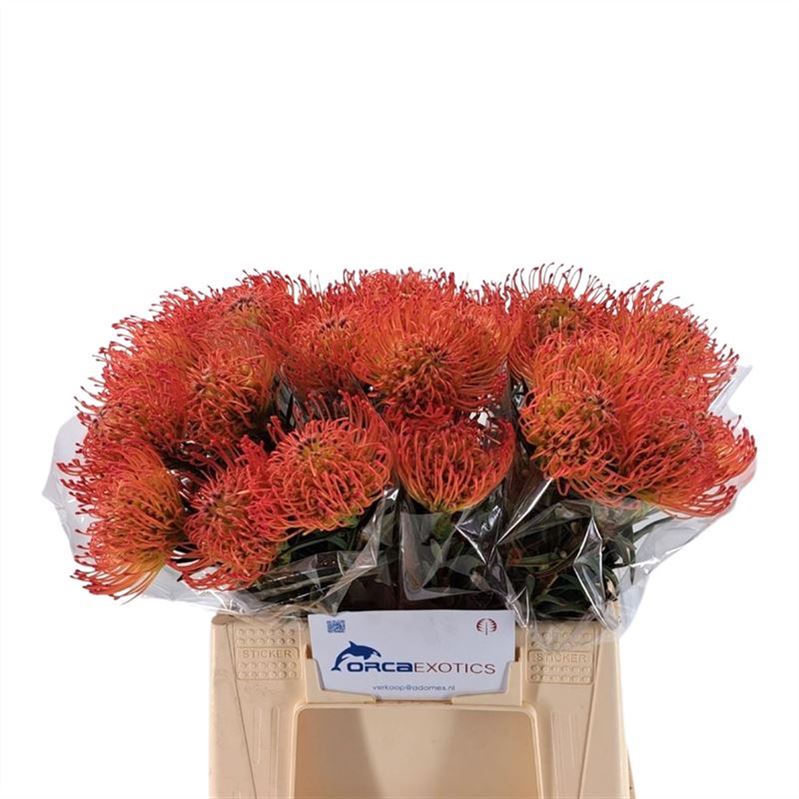 Leucospermum Succession 35cm