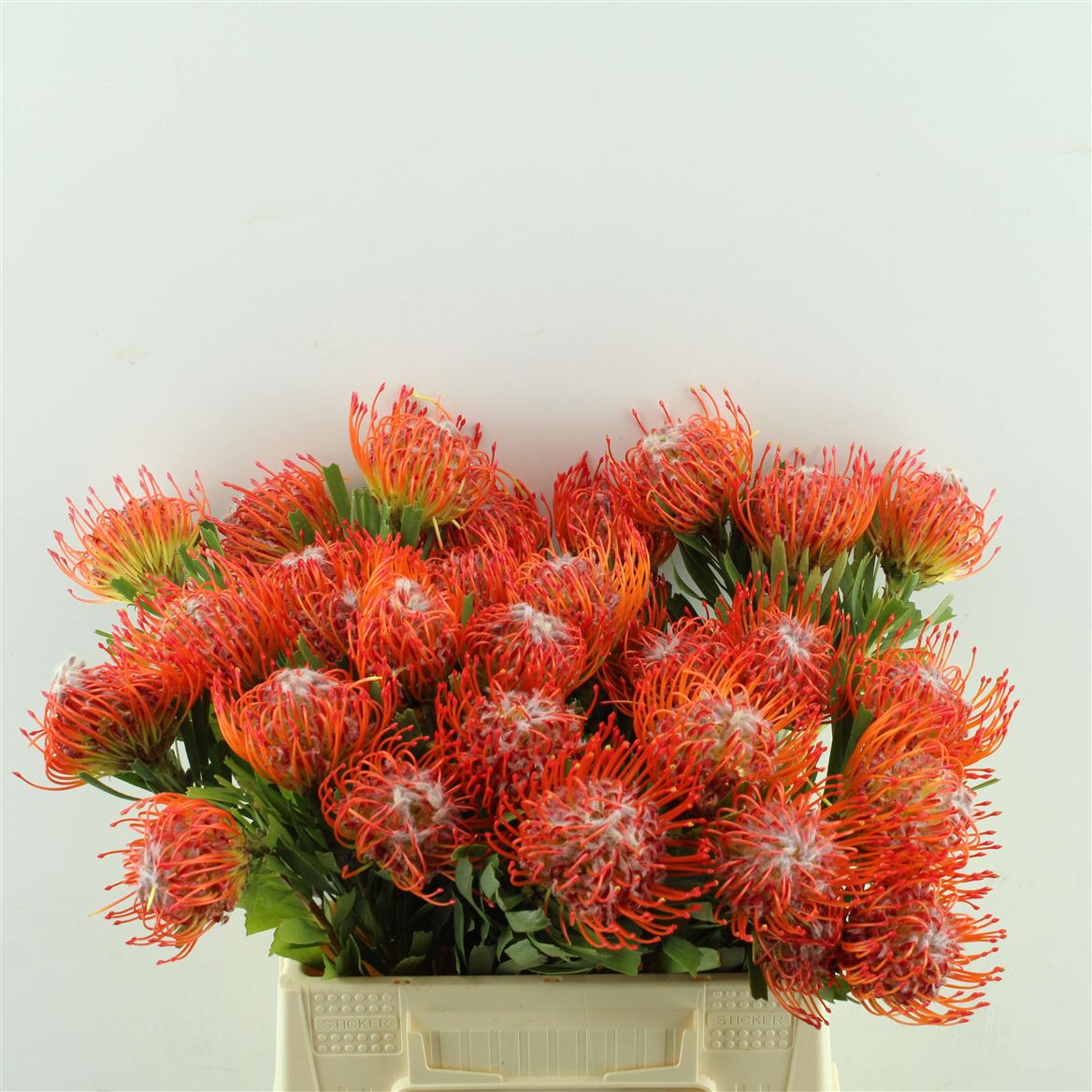 Leucospermum Tango 40cm