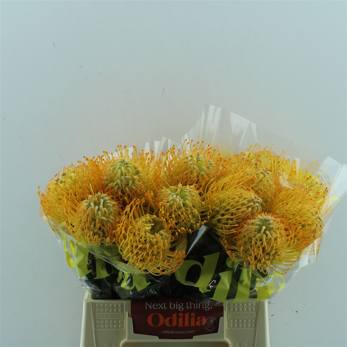 Leucospernum(pins) Jelena 40cm