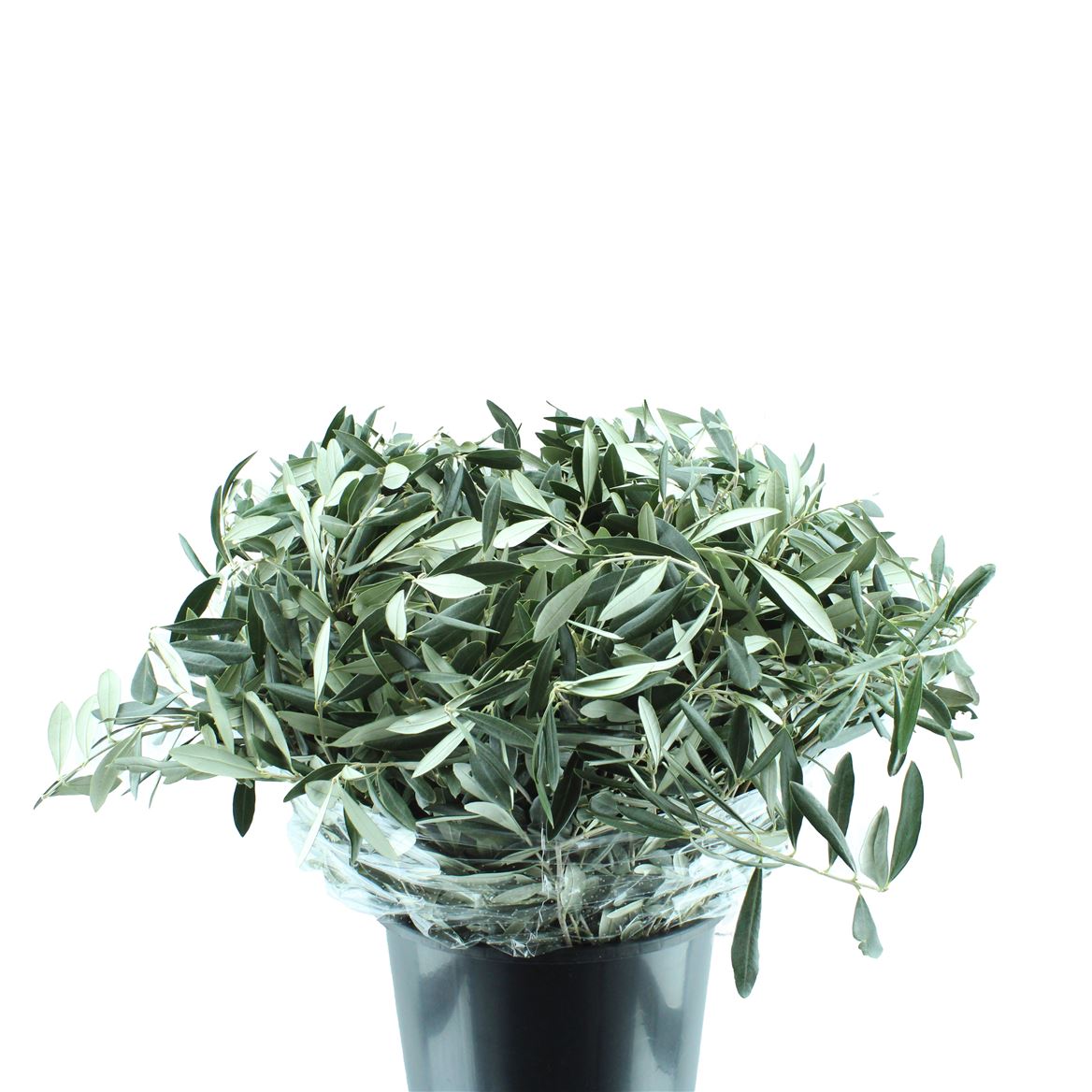 Olea Europaea 60cm