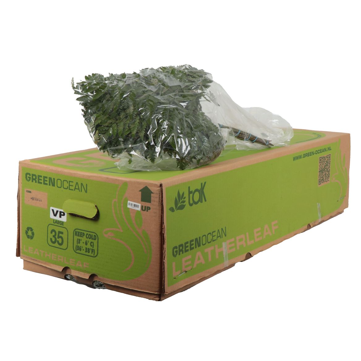 Leatherleaf Large Vac