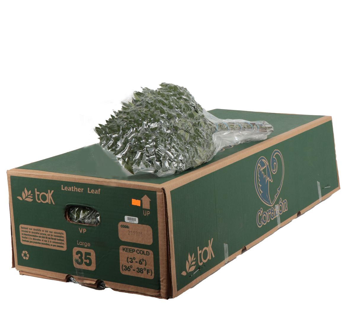 Leatherleaf Large Vac