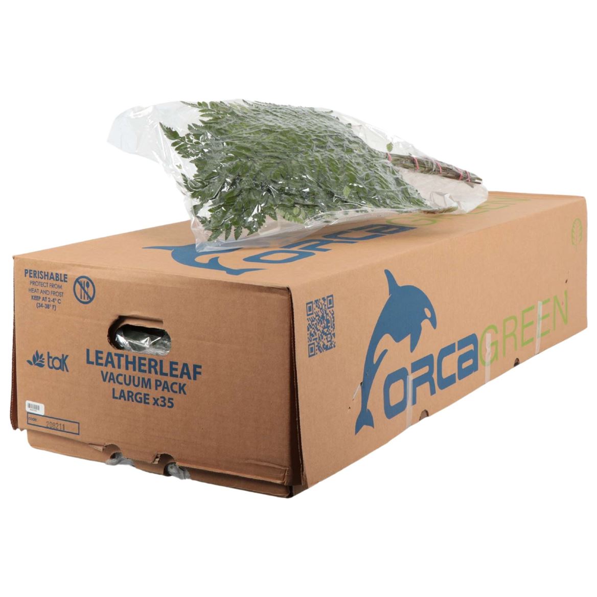Leatherleaf Per Bunch