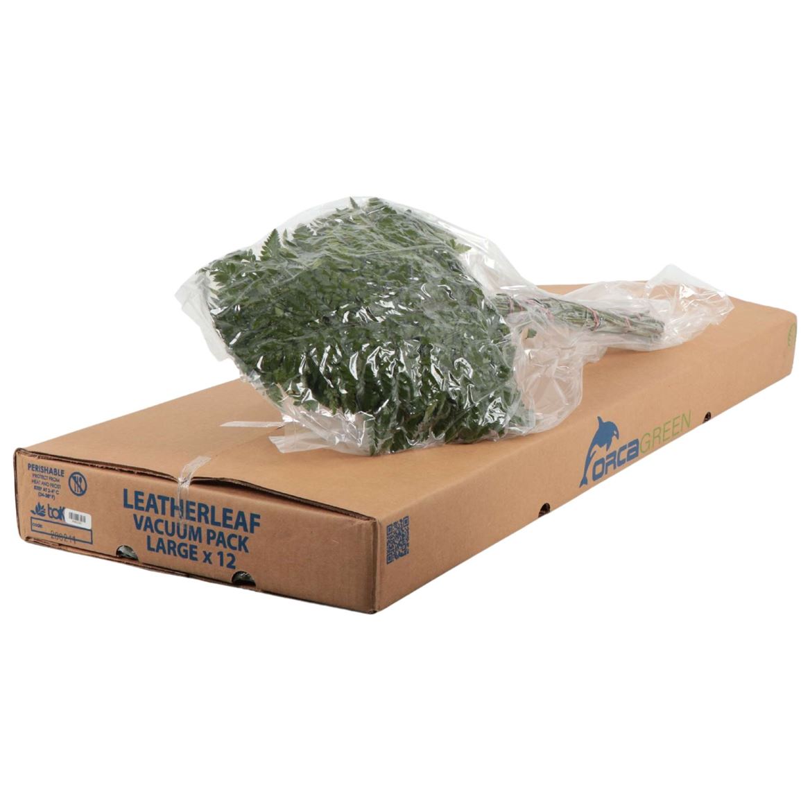 Leatherleaf Per Bunch