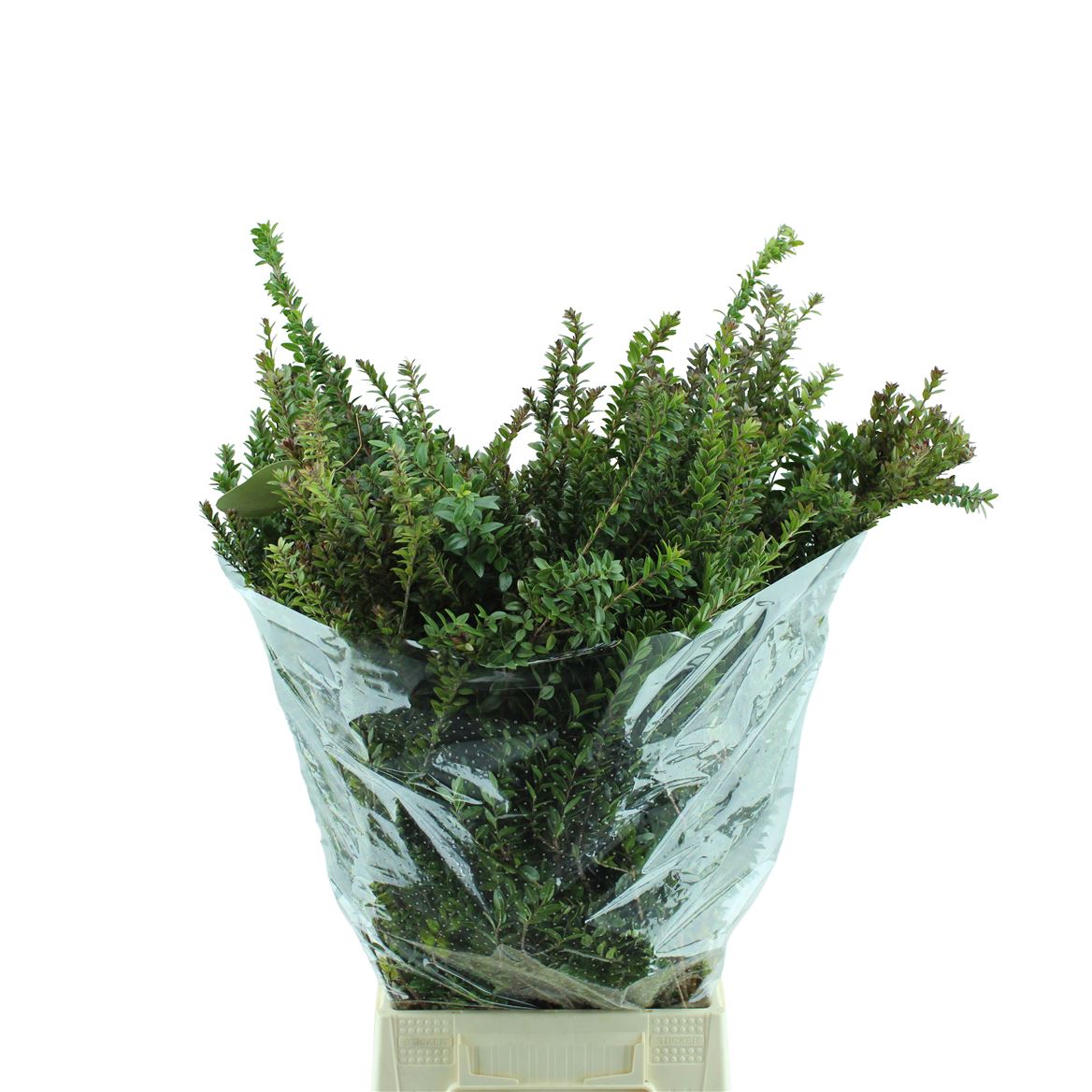 Myrtus Bes 50cm 200gram