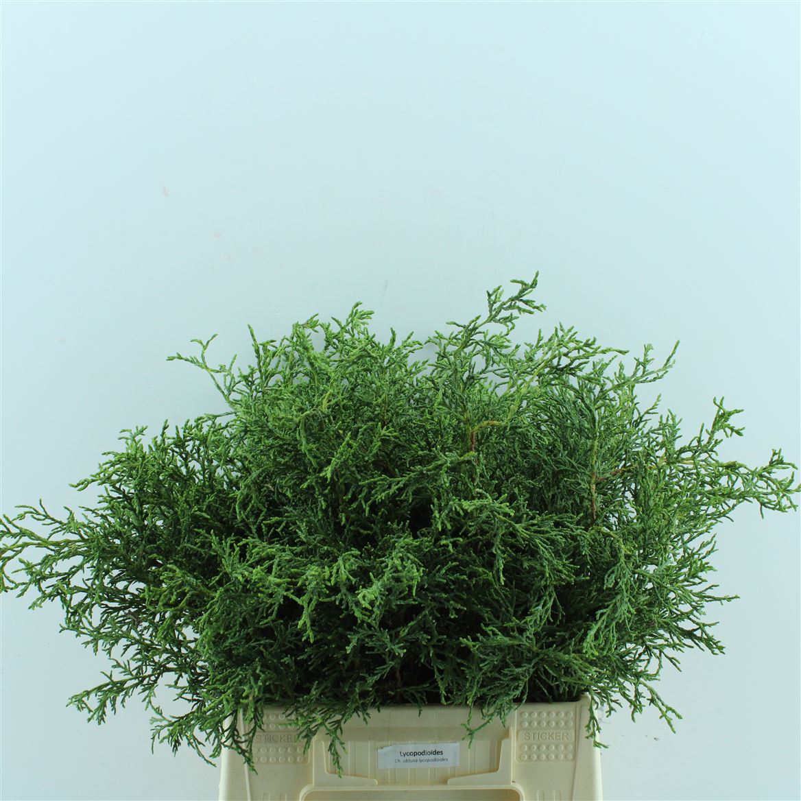Chamaecyparis Nana Gracilis Pb