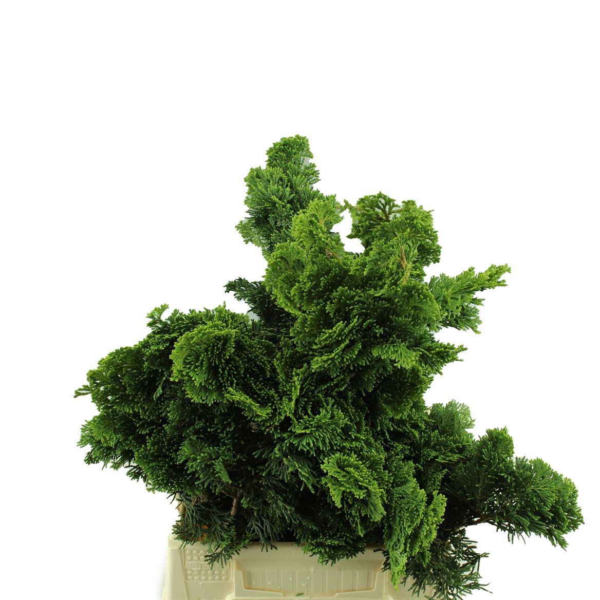 Chamaecyparis Nana Gracilis Pb