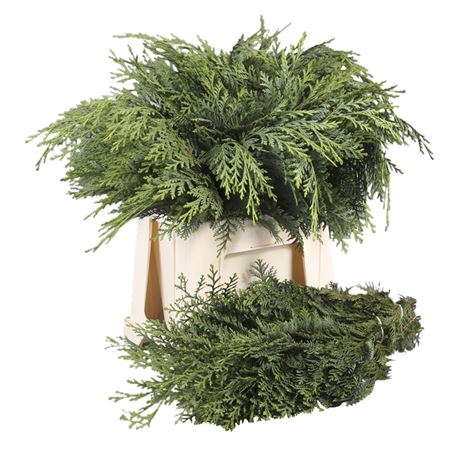 Chamaecyparis Per Bunch 50cm