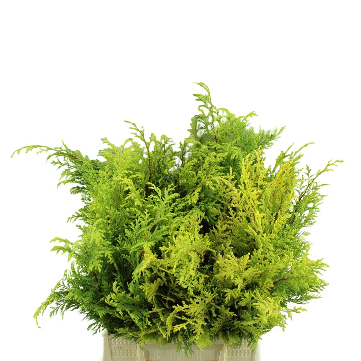 Chamaecyparis P Plumo Aur Bs 40cm