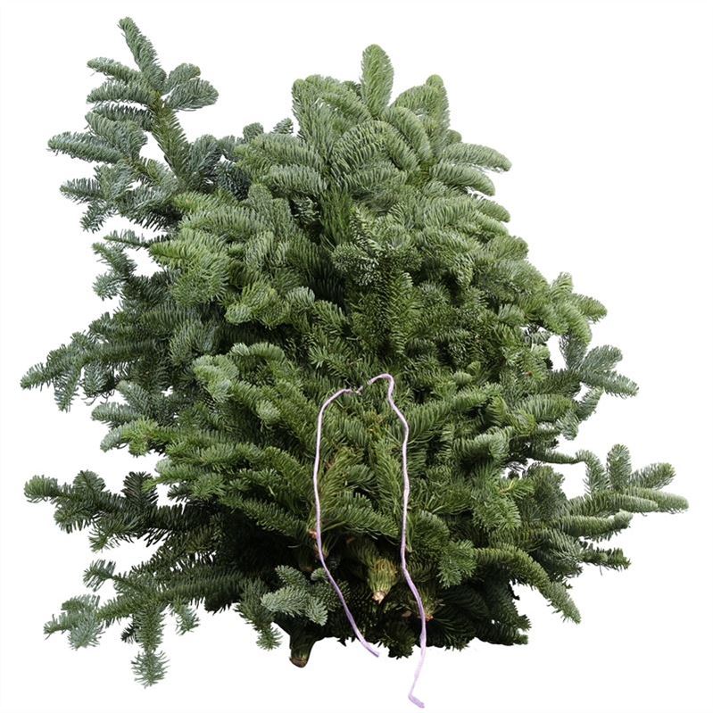 ABIES NOBILIS BLUE PER PACK