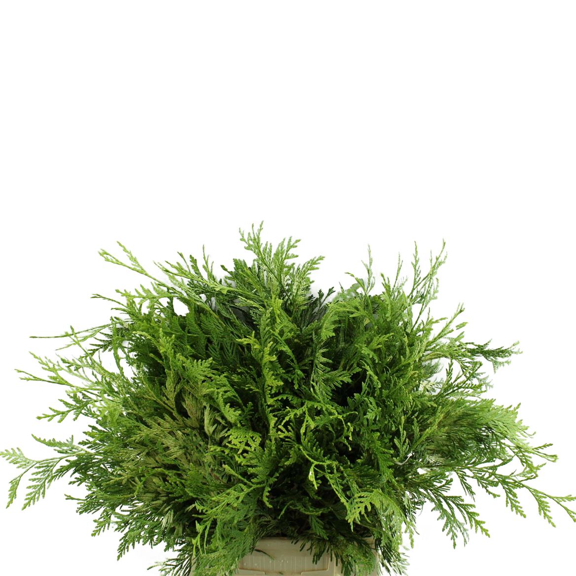 Thuja Pl Zebrina Bs 40cm
