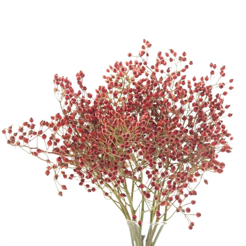 Rosa Prinsberry Fire 30cm