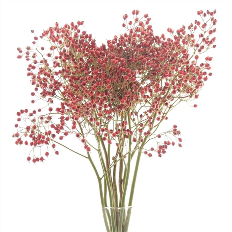 Rosa Prinsberry Fire 50cm