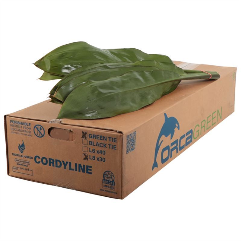 Cordyline Green Tie 80cm