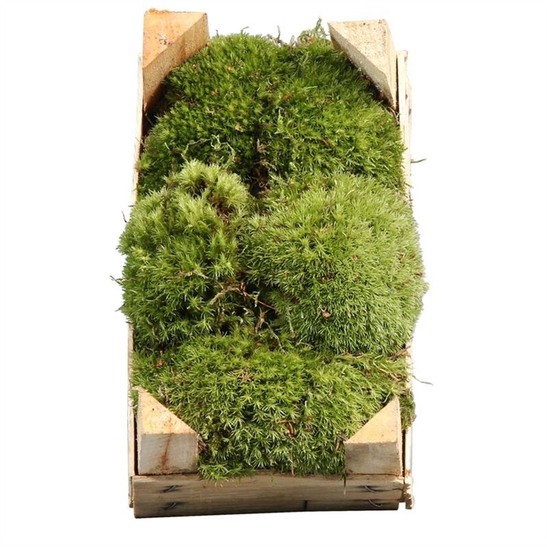 Leucobryum Glaucum