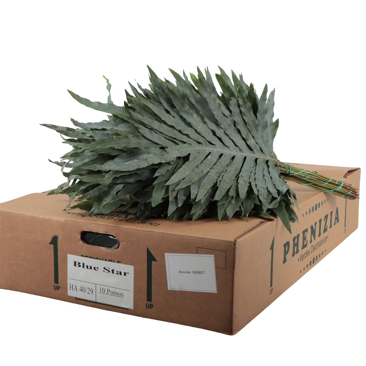 Phlebodium Blue Star Super 70cm