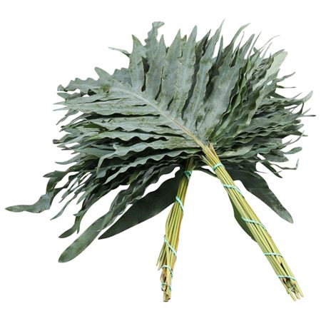 Phlebodium Blue Star Super 60cm