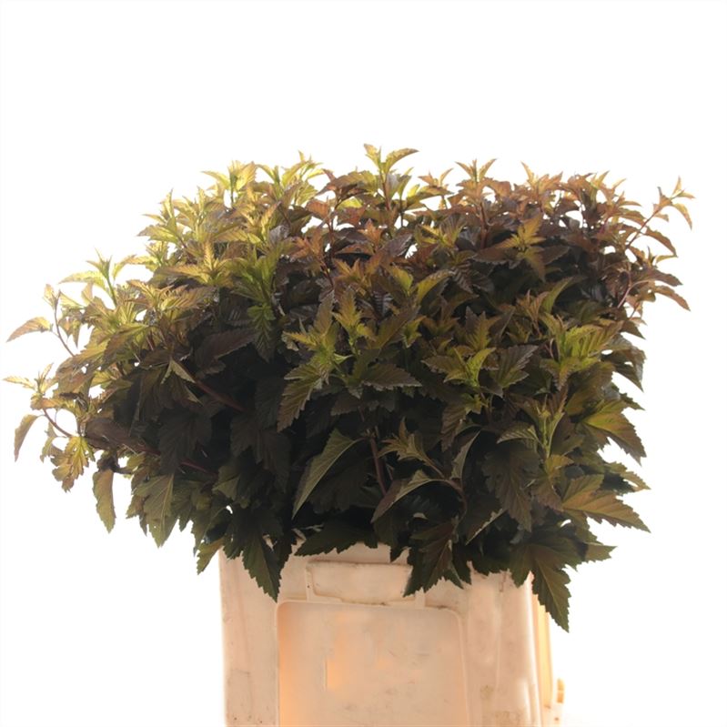 Physocarpus Op Diabolo 50cm